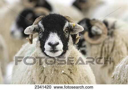 Livestock - Swaledale ewe on a snow covered moorland. This breed orginates from the Yorkshire Dales and is very popular throughout the hill regions of the UK / Cumbria, England, United Kingdom. View Large Photo Image Stock Image - Livestock - Swaledale ewe on a snow covered moorland. This breed orginates from the Yorkshire Dales and is very popular throughout the hill regions of the UK / Cumbria, England, United Kingdom.. Fotosearch