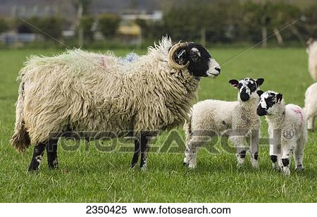Livestock - Swaledale ewe with mule lambs / North Yorkshire, England, United Kingdom. View Large Photo Image Stock Photography - Livestock - Swaledale ewe with mule lambs / North Yorkshire, England, United Kingdom.. Fotosearch
