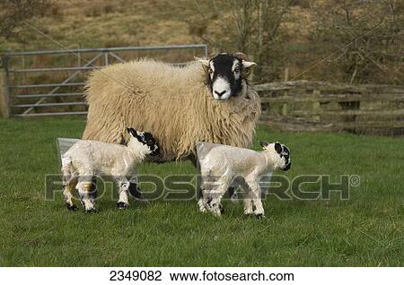 Stock Image - Livestock - Swaledale ewe with twin mule (crossbred) lambs at foot.. Fotosearch