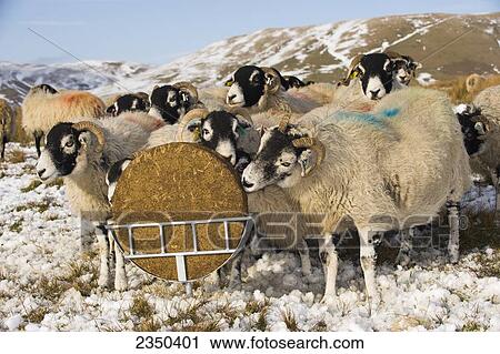 Livestock - Swaledale ewes eating from a supplement feed block in a holder, on a snow covered moorland in winter conditions / England, United Kingdom. View Large Photo Image Stock Image - Livestock - Swaledale ewes eating from a supplement feed block in a holder, on a snow covered moorland in winter conditions / England, United Kingdom.. Fotosearch