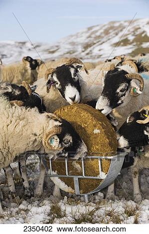 Stock Image - Livestock - Swaledale ewes eating from a supplement feed block in a holder, on a snow covered moorland in winter conditions / England, United Kingdom.. Fotosearch