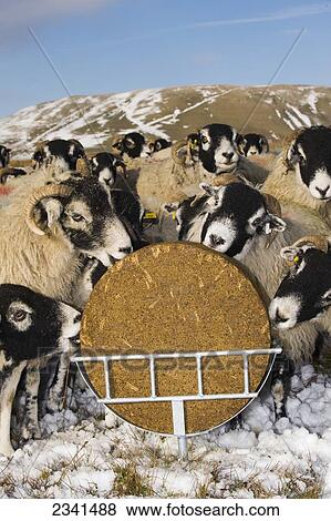 Livestock - Swaledale ewes eating from a supplement feed block in a holder, on a snow covered moorland in winter conditions / England, United Kingdom. View Large Photo Image Stock Photo - Livestock - Swaledale ewes eating from a supplement feed block in a holder, on a snow covered moorland in winter conditions / England, United Kingdom.. Fotosearch