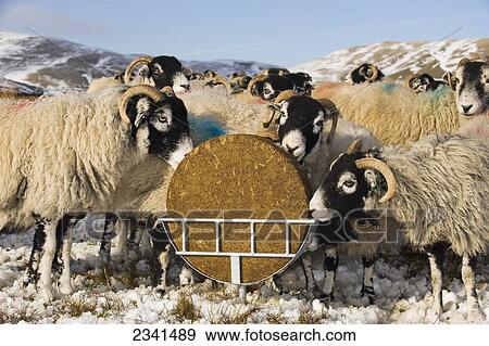 Livestock - Swaledale ewes eating from a supplement feed block in a holder, on a snow covered moorland in winter conditions / England, United Kingdom. View Large Photo Image Stock Photo - Livestock - Swaledale ewes eating from a supplement feed block in a holder, on a snow covered moorland in winter conditions / England, United Kingdom.. Fotosearch