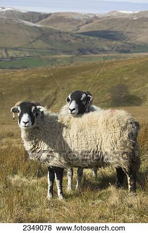 Stock Photo - Livestock - Swaledale ewes on moorland in winter. This breed orginates from the Yorkshire Dales and is very popular throughout the hill regions of the UK / Cumbria, England, United Kingdom.. Fotosearch