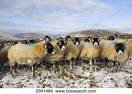 Picture - Livestock - Swaledale ewes on snow covered moorland in winter conditions / Cumbria, England, United Kingdom.. Fotosearch