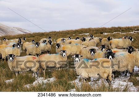Livestock - Swaledale ewes on snow covered moorland in winter conditions / Cumbria, England, United Kingdom. View Large Photo Image Stock Photograph - Livestock - Swaledale ewes on snow covered moorland in winter conditions / Cumbria, England, United Kingdom.. Fotosearch