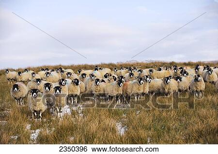 Stock Photograph - Livestock - Swaledale ewes on snow covered moorland in winter conditions / Cumbria, England, United Kingdom.. Fotosearch