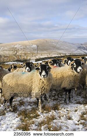 Stock Photography - Livestock - Swaledale ewes on snow covered moorland in winter conditions / Cumbria, England, United Kingdom.. Fotosearch