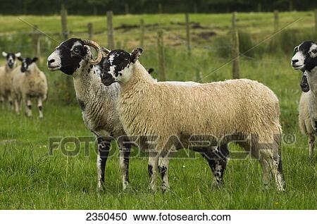 Livestock - Swaledale ewes with Mule lambs at foot on a green pasture / Cumbria, England, United Kingdom. View Large Photo Image Stock Image - Livestock - Swaledale ewes with Mule lambs at foot on a green pasture / Cumbria, England, United Kingdom.. Fotosearch