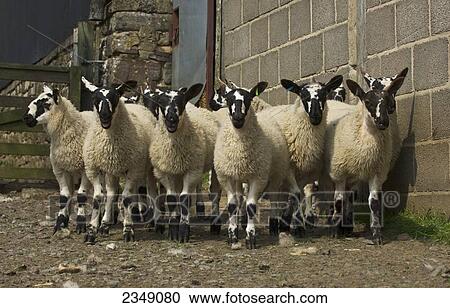 Livestock - Swaledale mule (crossbred) gimmer (female sheep) lambs, about two months old, in a pen. View Large Photo Image Stock Image - Livestock - Swaledale mule (crossbred) gimmer (female sheep) lambs, about two months old, in a pen.. Fotosearch