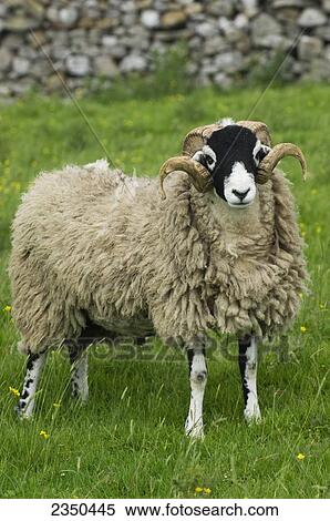 Livestock - Swaledale ram on a green pasture / Cumbria, England, United Kingdom. View Large Photo Image Stock Photography - Livestock - Swaledale ram on a green pasture / Cumbria, England, United Kingdom.. Fotosearch