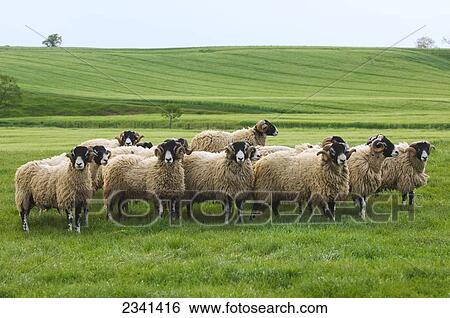 Livestock - Swaledale rams on a green pasture. This breed orginates from the Yorkshire Dales and is very popular throughout the hill regions of the UK / Cumbria, England, United Kingdom. View Large Photo Image Stock Photograph - Livestock - Swaledale rams on a green pasture. This breed orginates from the Yorkshire Dales and is very popular throughout the hill regions of the UK / Cumbria, England, United Kingdom.. Fotosearch