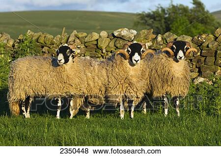 Livestock - Swaledale sheep on a green pasture standing next to a drystone wall / England, United Kingdom. View Large Photo Image Stock Photo - Livestock - Swaledale sheep on a green pasture standing next to a drystone wall / England, United Kingdom.. Fotosearch