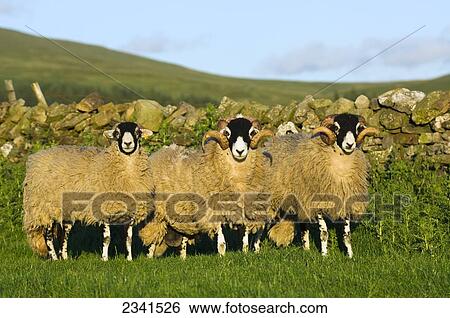 Stock Photograph - Livestock - Swaledale sheep on a green pasture standing next to a drystone wall / England, United Kingdom.. Fotosearch
