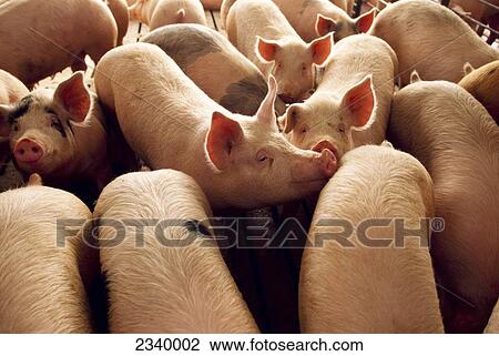 Livestock - Swine, hogs in a confinement facility, approximately 200 lbs. / Iowa, USA. View Large Photo Image Stock Image - Livestock - Swine, hogs in a confinement facility, approximately 200 lbs. / Iowa, USA.. Fotosearch