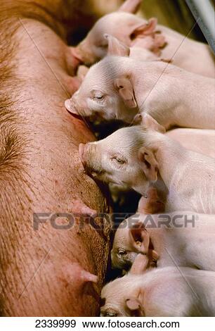 Stock Photo - Livestock - Swine, suckling piglets nursing sow / Iowa, USA.. Fotosearch