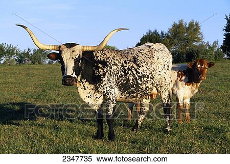 Livestock - Texas Longhorn cow and calf on a green pasture / Texas Hill Country, Texas, USA. View Large Photo Image Stock Photography - Livestock - Texas Longhorn cow and calf on a green pasture / Texas Hill Country, Texas, USA.. Fotosearch