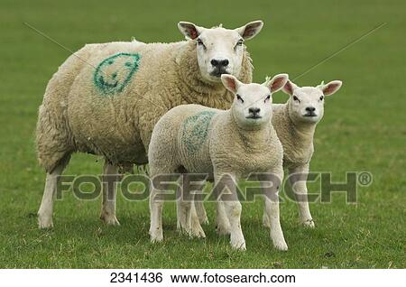 Stock Photograph - Livestock - Texel ewe with twin lambs at foot, marked with a smiley face to aid in identification / Cumbria, England, United Kingdom.. Fotosearch