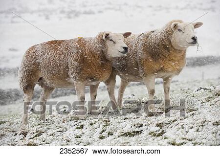Livestock - Texel sheep in snow. The Texel is a breed of domestic sheep originally from the island of Texel in the Netherlands. View Large Photo Image Stock Photo - Livestock - Texel sheep in snow. The Texel is a breed of domestic sheep originally from the island of Texel in the Netherlands.. Fotosearch