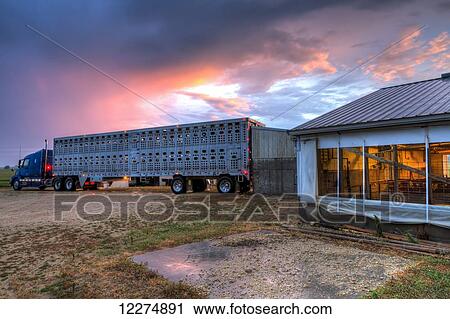 Livestock trailer backed up to a hog confinement building at dawn, near Edgewood; Iowa, United States of America View Large Photo Image Stock Image - Livestock trailer backed up to a hog confinement building at dawn, near Edgewood; Iowa, United States of America. Fotosearch