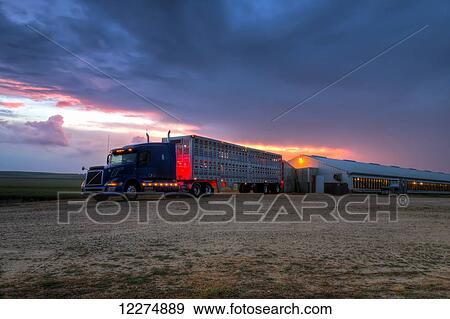 Livestock trailer backed up to a hog confinement building at dawn, near Edgewood; Iowa, United States of America View Large Photo Image Stock Photo - Livestock trailer backed up to a hog confinement building at dawn, near Edgewood; Iowa, United States of America. Fotosearch