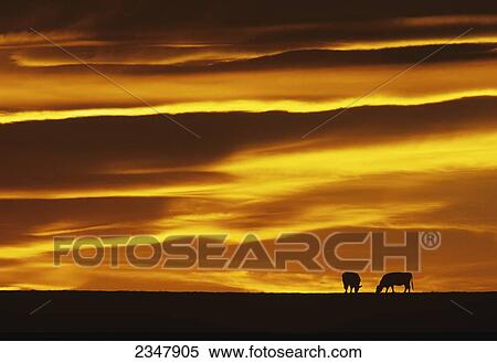 Livestock - Two beef cows silhouetted by the sunset graze on a pasture / near Choteau, Montana, USA. View Large Photo Image Stock Photography - Livestock - Two beef cows silhouetted by the sunset graze on a pasture / near Choteau, Montana, USA.. Fotosearch