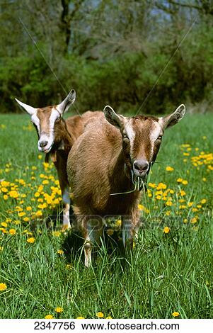 Livestock - Two Toggenburg domestic dairy goat does graze on a green pasture with dandelions / Wisconsin, USA. View Large Photo Image Stock Photograph - Livestock - Two Toggenburg domestic dairy goat does graze on a green pasture with dandelions / Wisconsin, USA.. Fotosearch