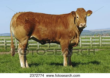 Picture - Livestock - Two year old Limousin beef heifer on a green pasture / England, United Kingdom.. Fotosearch