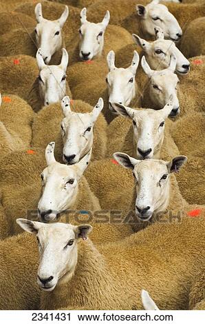 Stock Image - Livestock - Welsh Mountain mule (crossbred) gimmer (female sheep) shearlings in a flock / Wales, United Kingdom.. Fotosearch