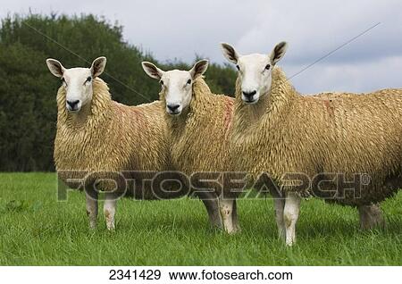Livestock - Welsh Mountain mule (crossbred) gimmers (female sheep) on a green pasture / Wales, United Kingdom. View Large Photo Image Stock Photo - Livestock - Welsh Mountain mule (crossbred) gimmers (female sheep) on a green pasture / Wales, United Kingdom.. Fotosearch