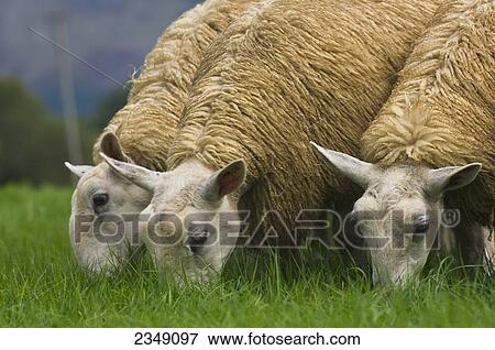 Stock Photo - Livestock - Welsh Mountain mule (crossbred) gimmers (female sheep) grazing on a green pasture / Wales, United Kingdom.. Fotosearch