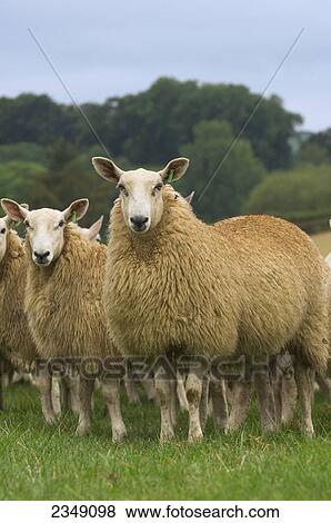 Livestock - Welsh Mountain mule (crossbred) gimmers (female sheep) on a green pasture / Wales, United Kingdom. View Large Photo Image Stock Photo - Livestock - Welsh Mountain mule (crossbred) gimmers (female sheep) on a green pasture / Wales, United Kingdom.. Fotosearch