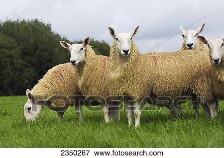 Stock Photo - Livestock - Welsh Mountain mule (crossbred) gimmers (female sheep) on a green pasture / Wales, United Kingdom.. Fotosearch