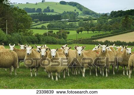 Stock Photo - Livestock - Welsh mules (crossbred), the progeny of a registered Bluefaced Leicester ram crossed with Welsh Mountain ewes. Welsh Mule sheep are breeding ewes used by sheep farmers to produce the finest quality lambs / United Kingdom.. Fotosearch