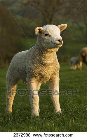 Livestock - Young Beltex crossbred lamb on a green pasture in early morning light / United Kingdom. View Large Photo Image Stock Photo - Livestock - Young Beltex crossbred lamb on a green pasture in early morning light / United Kingdom.. Fotosearch