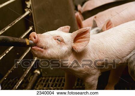 Livestock - Young pig at a watering spout in a confinement facility nursery shortly after being weaned / Iowa, USA. View Large Photo Image Picture - Livestock - Young pig at a watering spout in a confinement facility nursery shortly after being weaned / Iowa, USA.. Fotosearch
