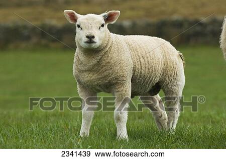Stock Photo - Livestock - Young Texel lamb on a green pasture / Cumbria, England, United Kingdom.. Fotosearch