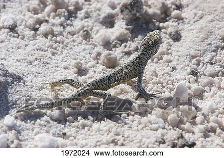 Lizard, Laguna Chaxa, Antofagasta Region, Chile View Large Photo Image Picture - Lizard, Laguna Chaxa, Antofagasta Region, Chile. Fotosearch