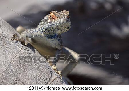 Lizard lookng over a rock in the desert; Namibia View Large Photo Image Stock Photograph - Lizard lookng over a rock in the desert; Namibia. Fotosearch