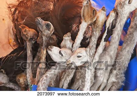 Llama Foetuses For Sale At The Mercado De Las Brujas (Witches' Market) On Calle Linares In La Paz. These Are Used In Ancient Inca Rites To Bring Good Luck Or The Good Will Of The Goddess Pachamama (Mother Earth)., La Paz Department, Bolivia View Large Photo Image Stock Photo - Llama Foetuses For Sale At The Mercado De Las Brujas (Witches' Market) On Calle Linares In La Paz. These Are Used In Ancient Inca Rites To Bring Good Luck Or The Good Will Of The Goddess Pachamama (Mother Earth)., La Paz Department, Bolivia. Fotosearch
