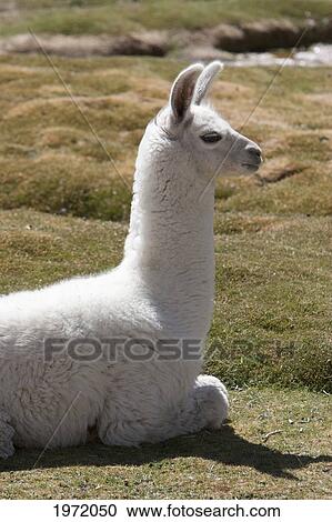 Stock Image - Llama (Lama Glama), Machuca, Antofagasta Region, Chile. Fotosearch