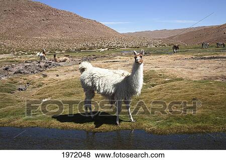 Llama (Lama Glama), Machuca, Antofagasta Region, Chile View Large Photo Image Stock Photo - Llama (Lama Glama), Machuca, Antofagasta Region, Chile. Fotosearch