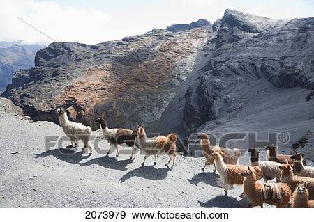 Stock Photo - Llama Train On The El Choro Pre-Columbian Road In The Cordillera Real, La Paz Department, Bolivia. Fotosearch