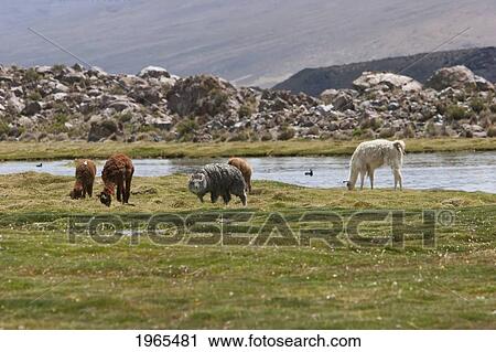 Stock Image - Llamas (Lama Glama), Lauca National Park, Arica & Parinacota Region, Chile. Fotosearch
