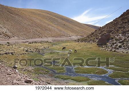 Picture - Llamas (Lama Glama), Machuca, Antofagasta Region, Chile. Fotosearch
