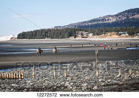 Locals horseback riding and beach combing at low tide on Homer Spit, Southcentral Alaska, Autumn View Large Photo Image Stock Image - Locals horseback riding and beach combing at low tide on Homer Spit, Southcentral Alaska, Autumn. Fotosearch