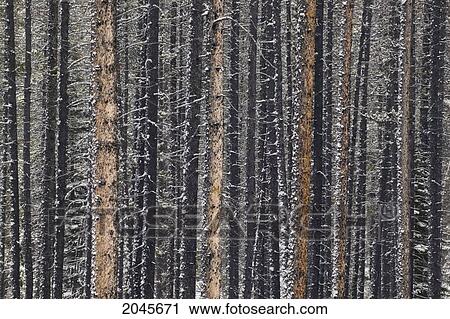 Stock Image - Lodgepole Pine Trunks, Maligne River Valley, Jasper National Park, Alberta Canada.. Fotosearch