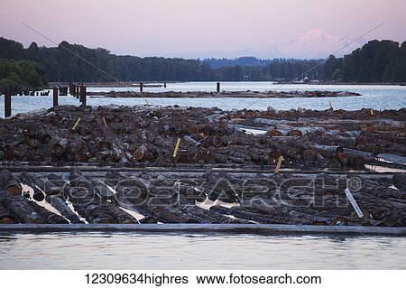 Log booms tethered on the Fraser River at sunset with Mount Baker, USA in the background; Vancouver, British Columbia, Canada View Large Photo Image Stock Photograph - Log booms tethered on the Fraser River at sunset with Mount Baker, USA in the background; Vancouver, British Columbia, Canada. Fotosearch
