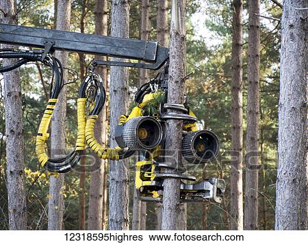 Stock Photograph - Logging pines in a forest; Surrey, England. Fotosearch