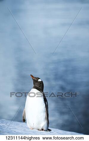 Stock Photograph - Lone Gentoo penguin (Pygoscelis papua) standing on a snowy slope with the ocean in the background, Neko Harbour; Antarctica. Fotosearch